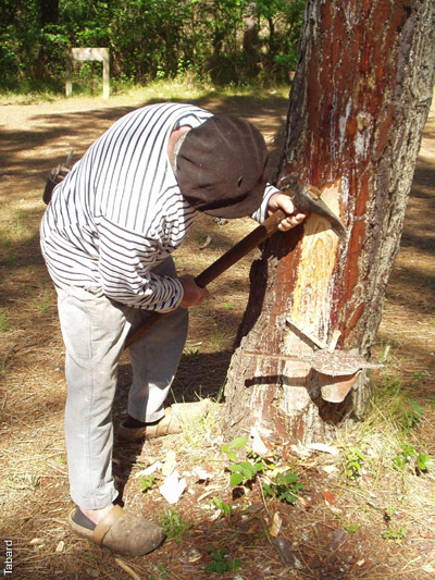 Le résinier gemme l'arbre pour libérer sa sève.