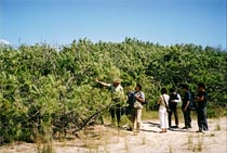 Visites de découverte en forêt sur la communauté de commune de Mimizan